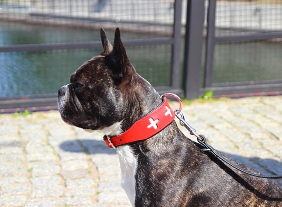 Swiss Lederhalsband