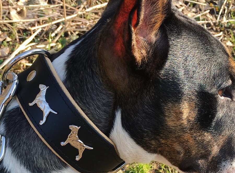 Lederhalskette Bull Terrier