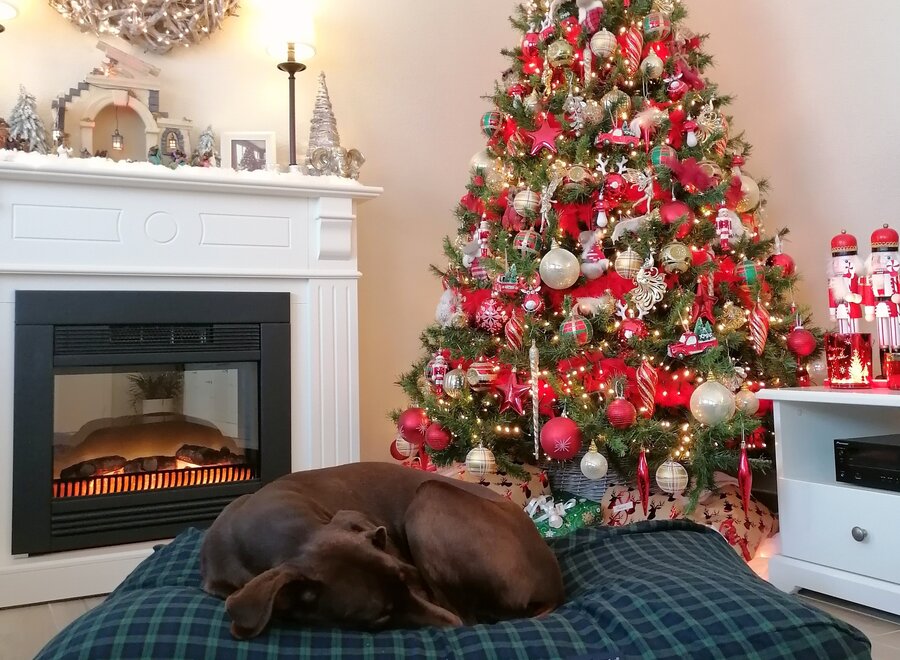 Hundebett Black Watch