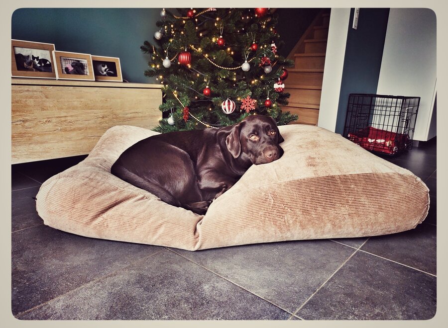Hundebett Kamel Giant Cord