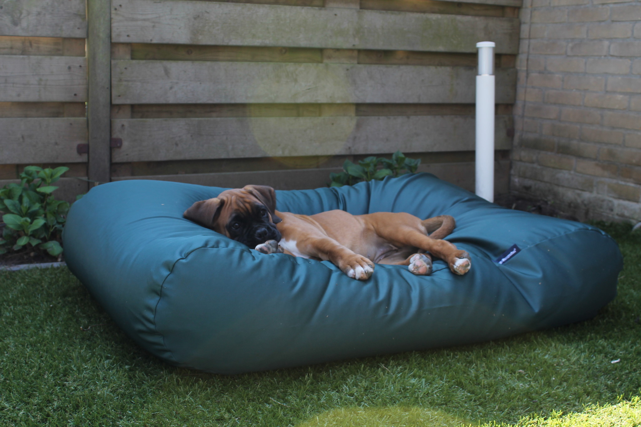 Coussin design pour chien mémoire forme, vert de gris Maatin - Bagane