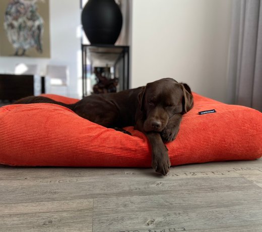 Nouveaux coussins et housses pour chiens