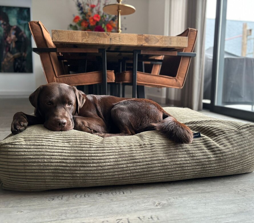 Coussins pour chiens