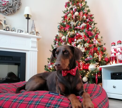 Lit et coussin pour chien Noël : housses festives, accessoires et cadeaux premium sur Litpourchien.fr