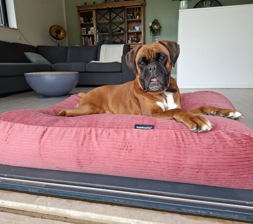 Donnez à votre intérieur un look printanier frais avec des couleurs douces, des matériaux légers et des coussins pour chien confortables qui s’intègrent parfaitement au printemps.