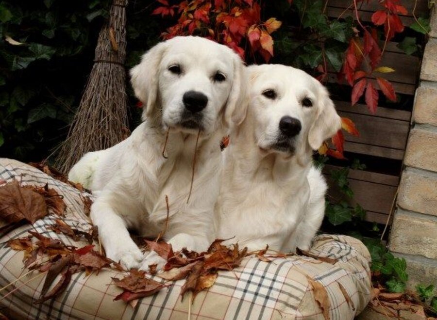 Dog bed country field