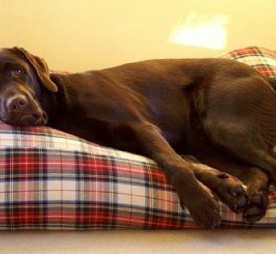 Dog bed dress stewart