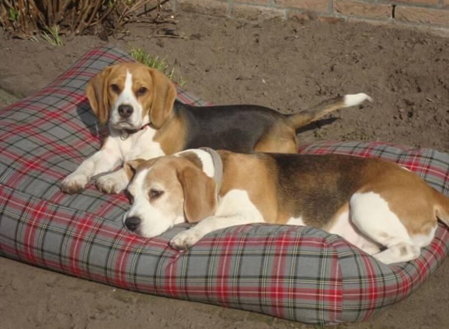 Dog bed scottish grey