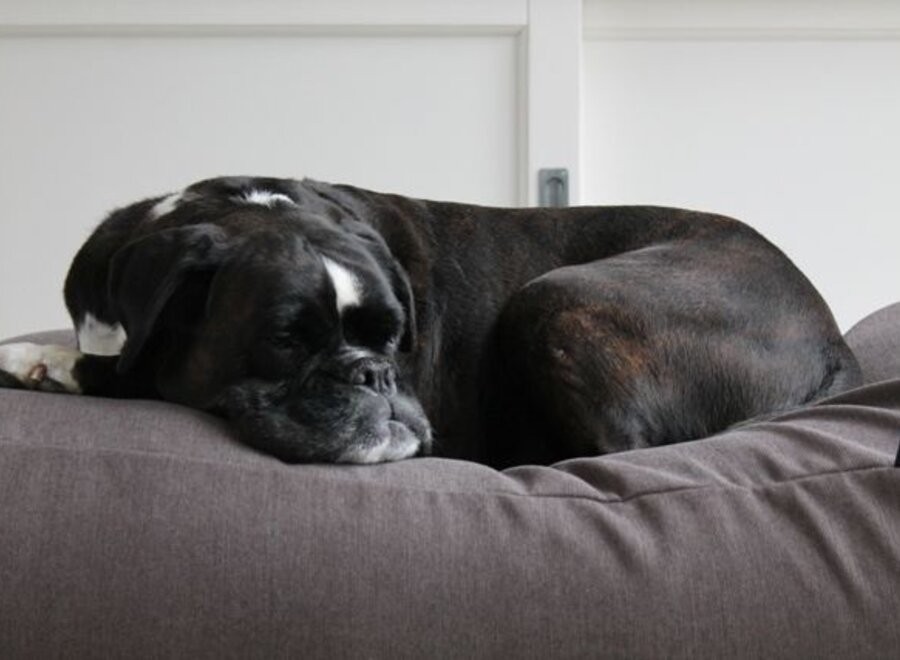 Dog bed Extra Small Taupe (upholstery)