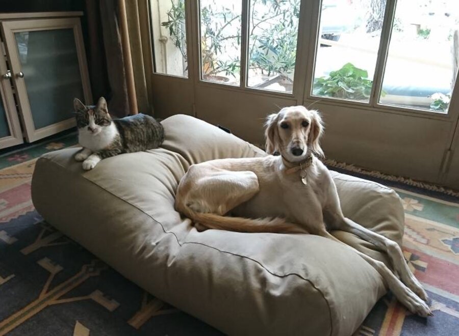 Dog bed beige