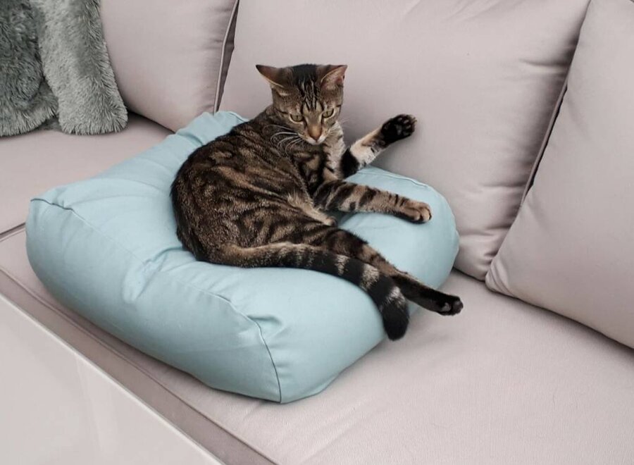 Coussin pour Chat Extra Small Ocean