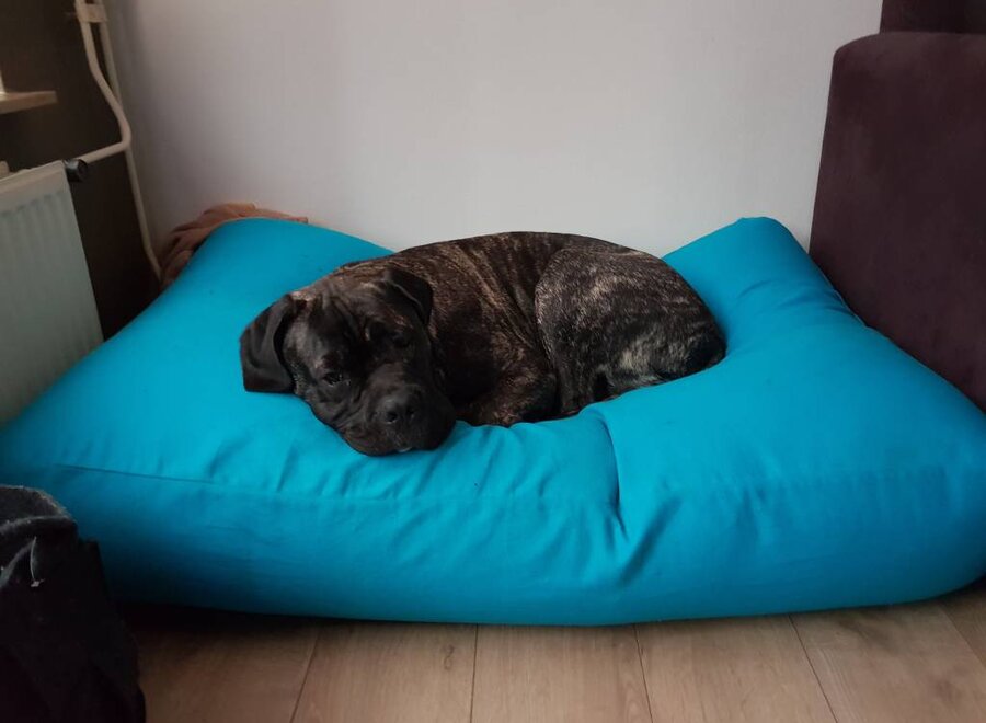 Lit pour chien aqua bleu extra small