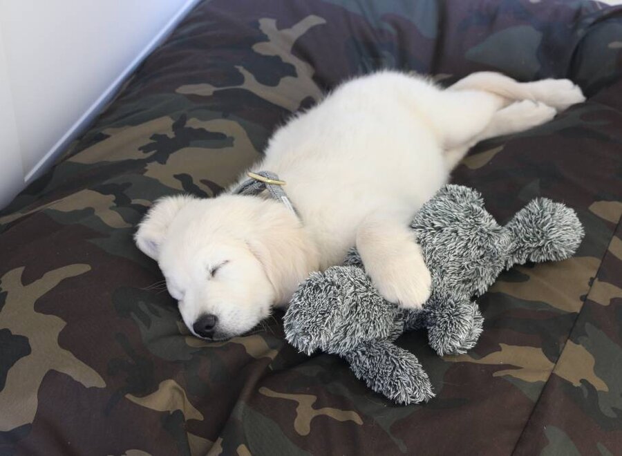 Lit pour chien army medium