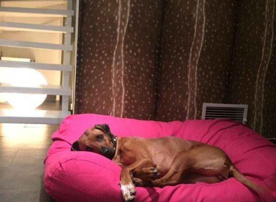 Lit pour chien rose small