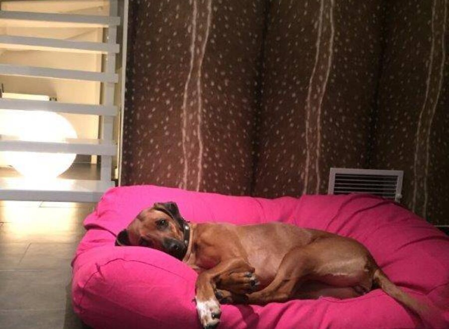 Dog bed pink large