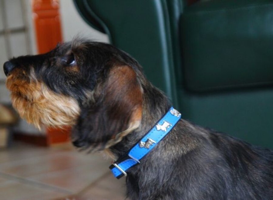 Collier en cuir Westie