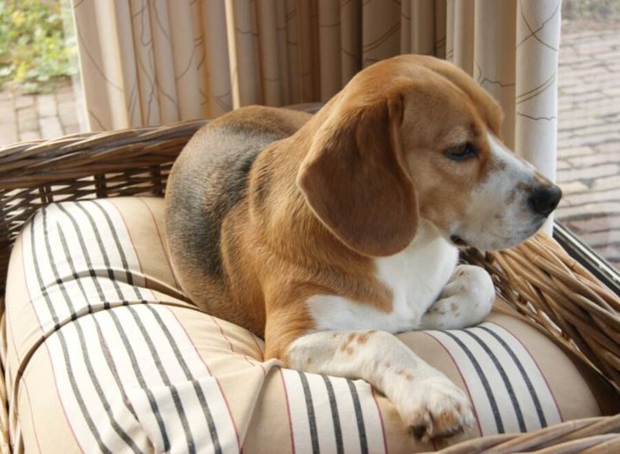 Dog bed country field stripe