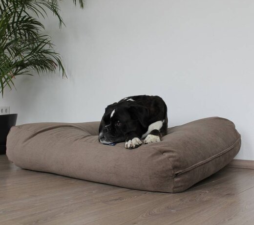 Large outlet dog beds