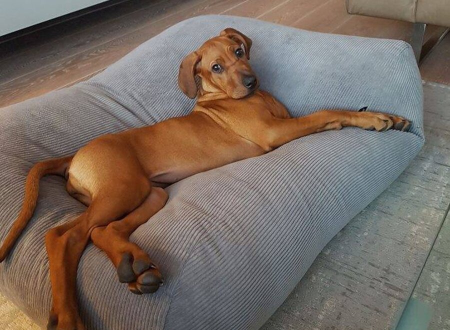 Lit pour chien gris souris velours côtelé medium