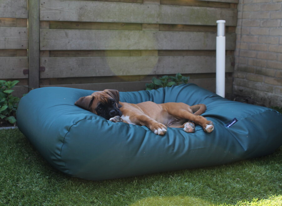 Dog bed green coating