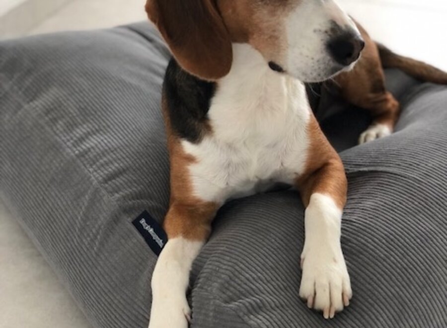 Lit pour chien gris souris velours côtelé medium