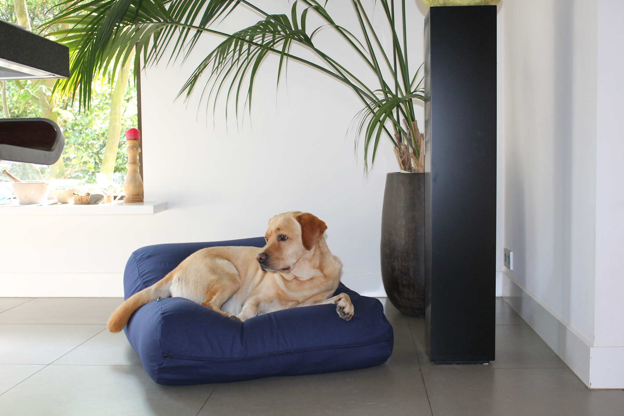 Dog bed dark blue Small Dog beds by Dog's Companion®