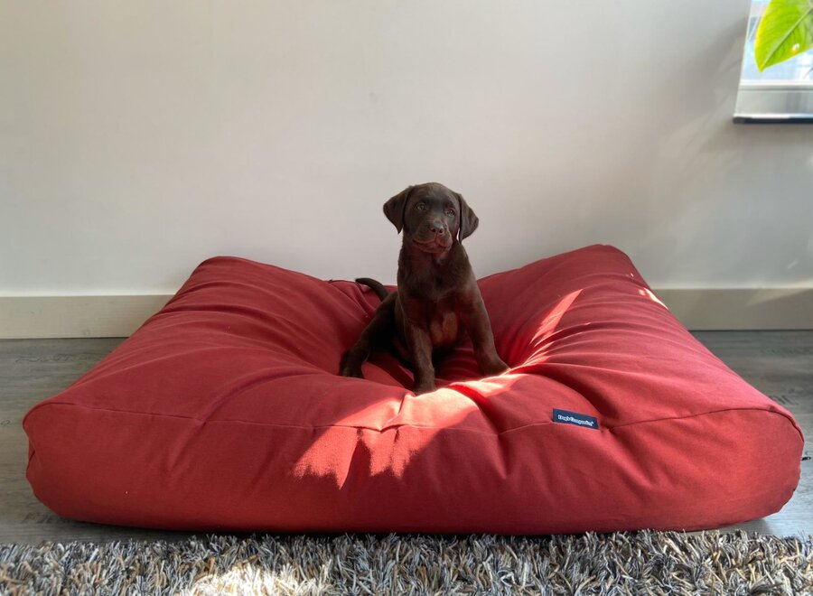 Lit pour chien rouge brique