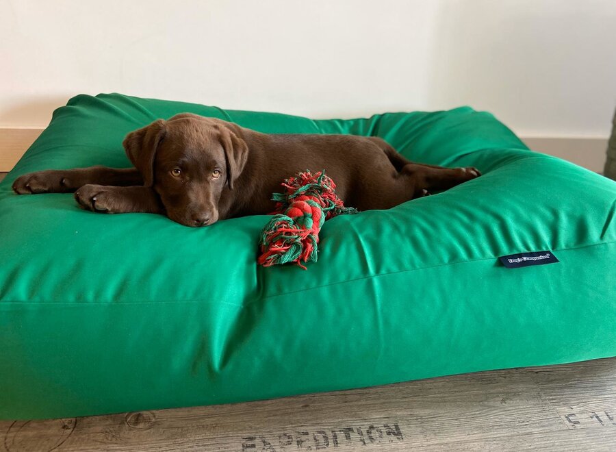 Dog bed spring green coating