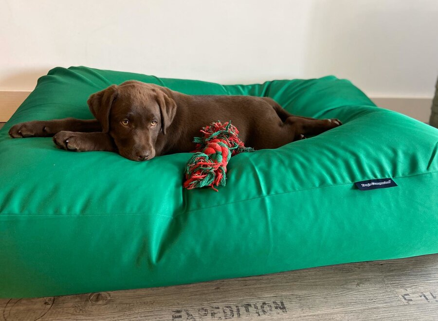 Dog bed spring green coating extra small
