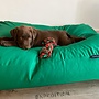 Lit pour chien vert printemps coating extra small
