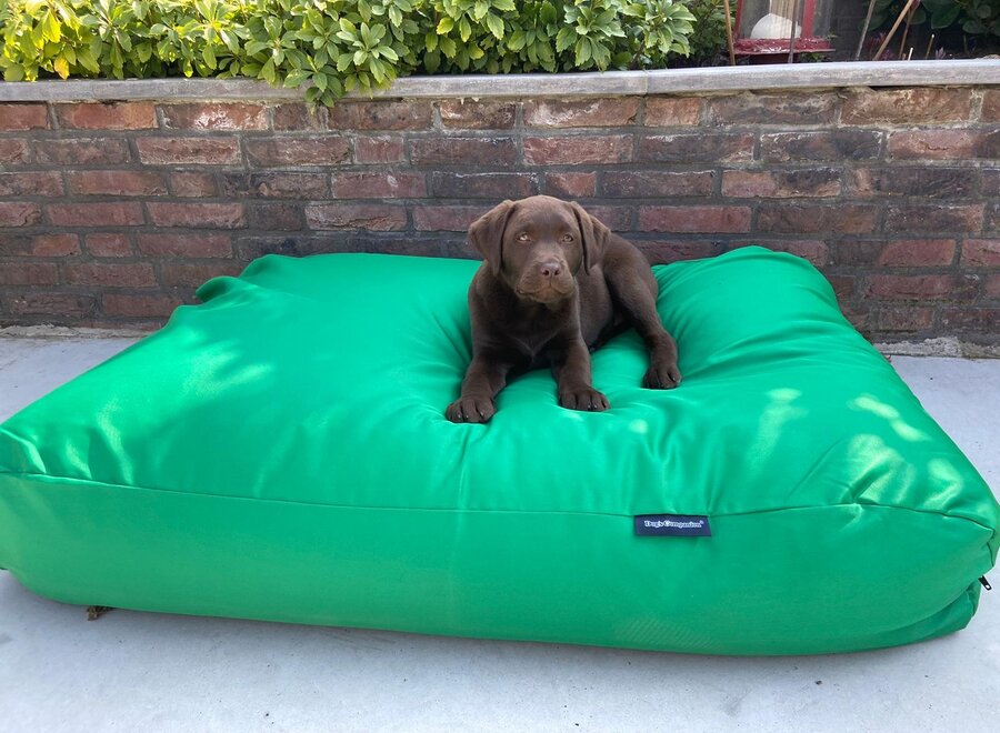 Dog bed spring green coating medium