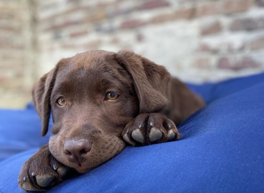 Dog bed dark blue coating large