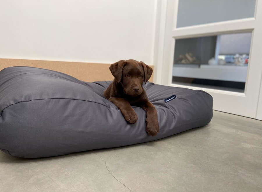 Dog bed charcoal coating