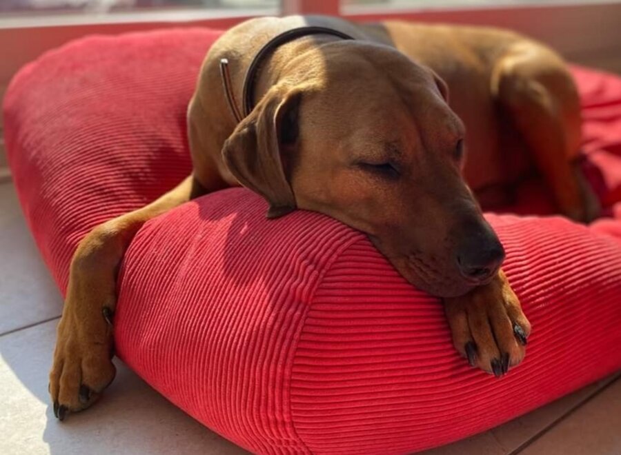 Dog bed red corduroy