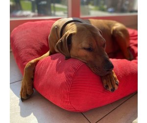 large red dog bed