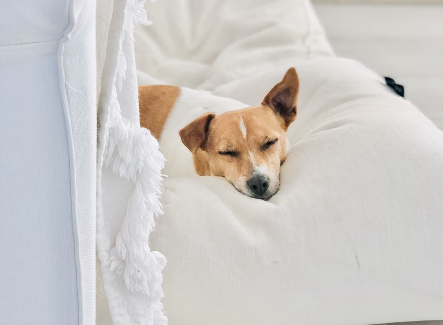 Dog bed white sand