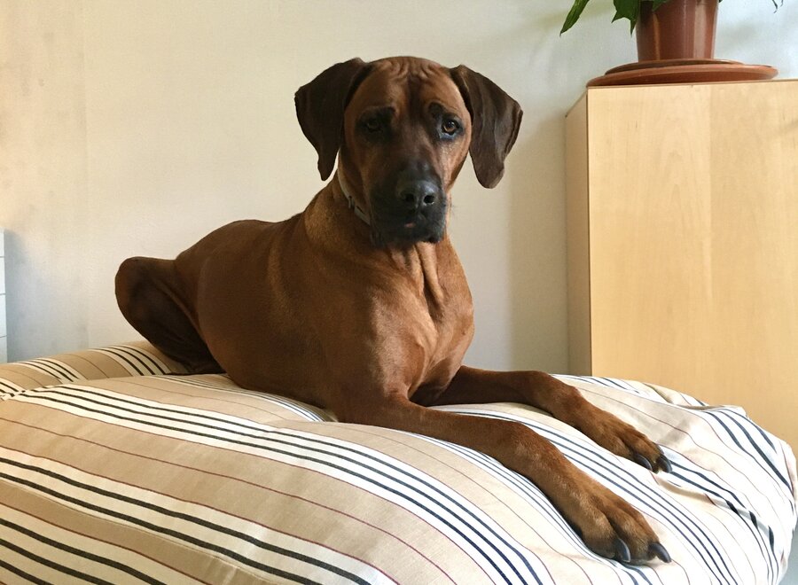 Dog bed country field stripe superlarge