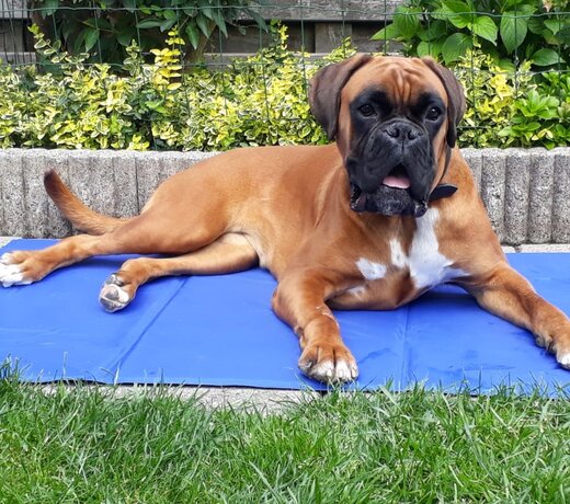 Cooling mat for dogs