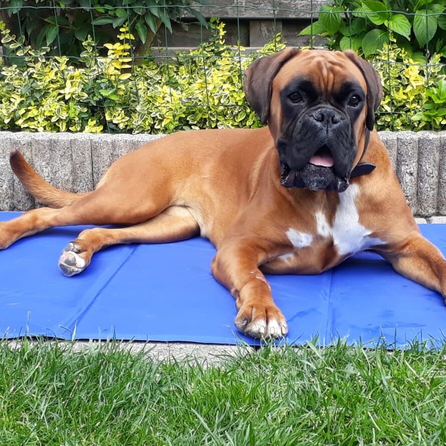 Cooling mat ❄️