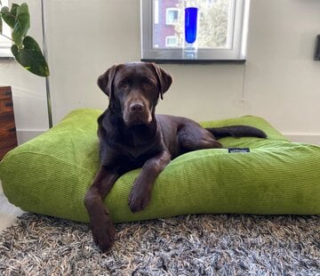 Vêtements pour chien motifs floral