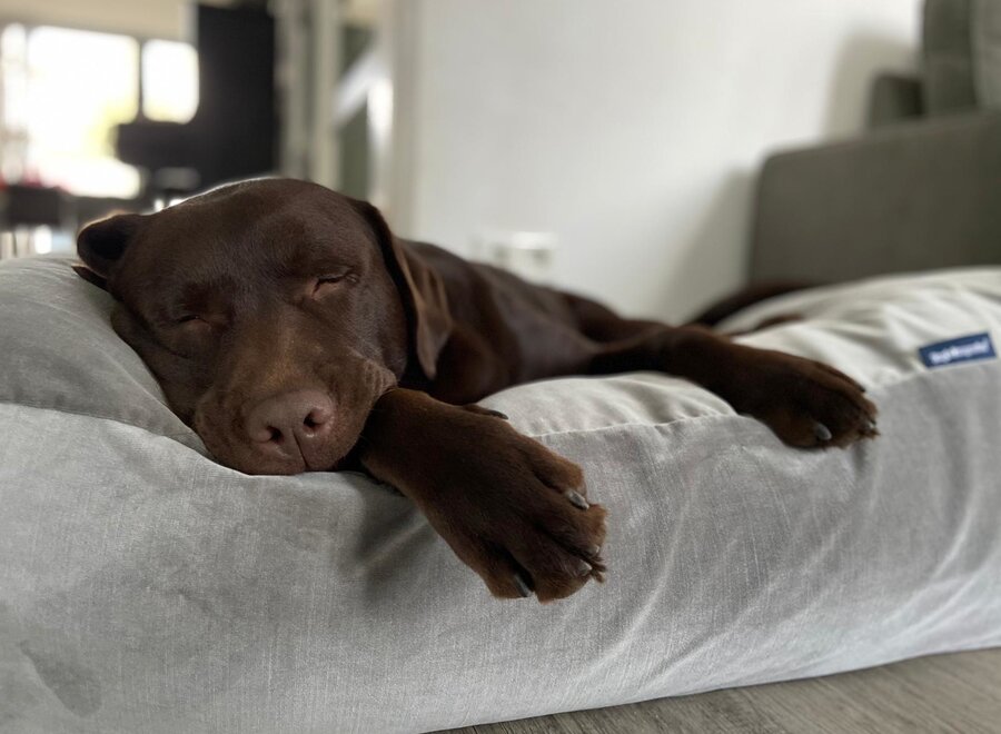 Lit pour chien éléphant velours