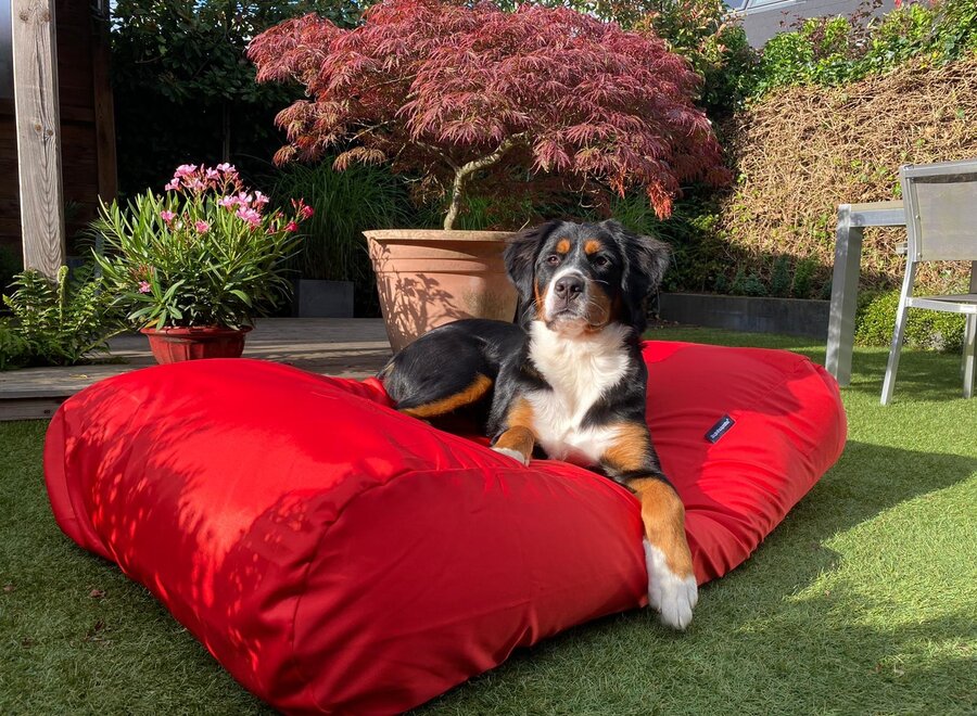 Dog bed red coating large
