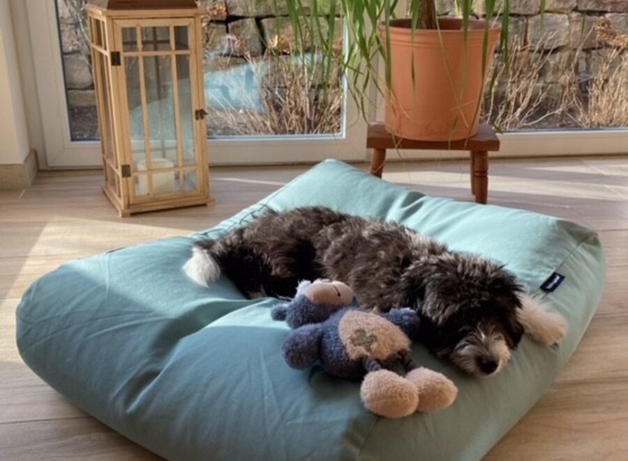 Dog bed ocean