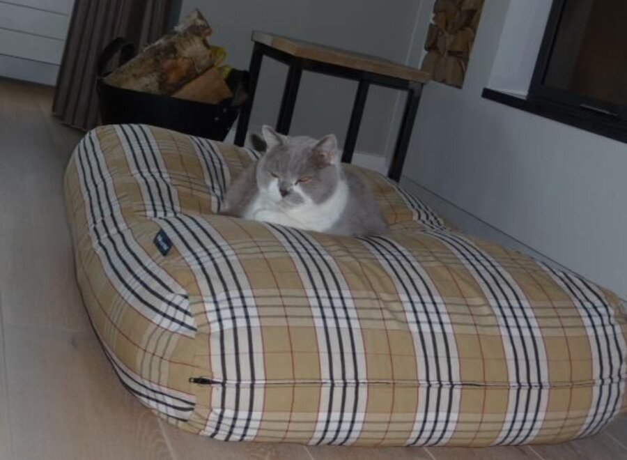 Coussin pour chat country field