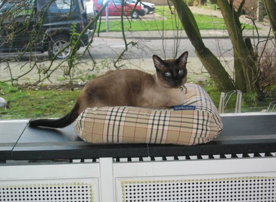 Coussin pour chat country field