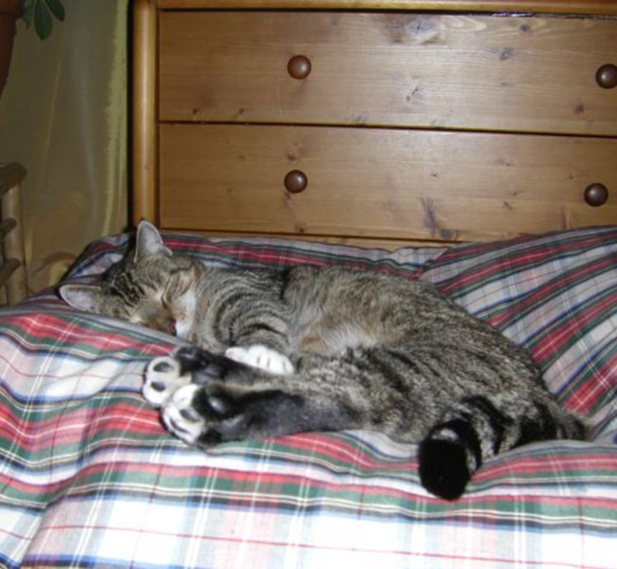 Cat bed dress stewart