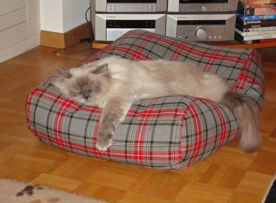 Cat bed scottish grey