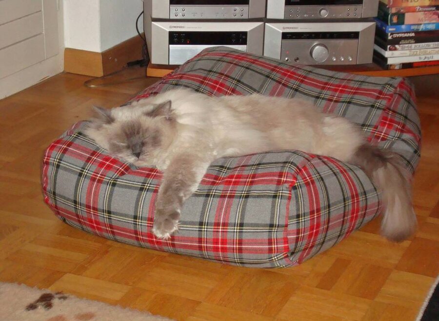 Coussin pour chat scottish grey