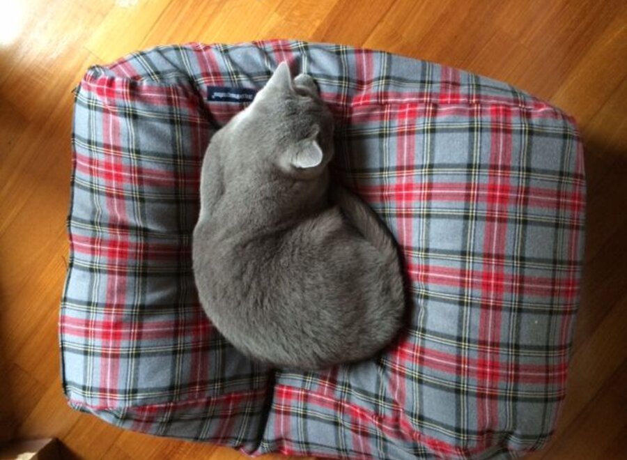 Coussin pour chat scottish grey