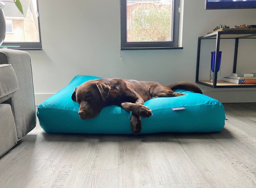 Dog bed turquoise coating